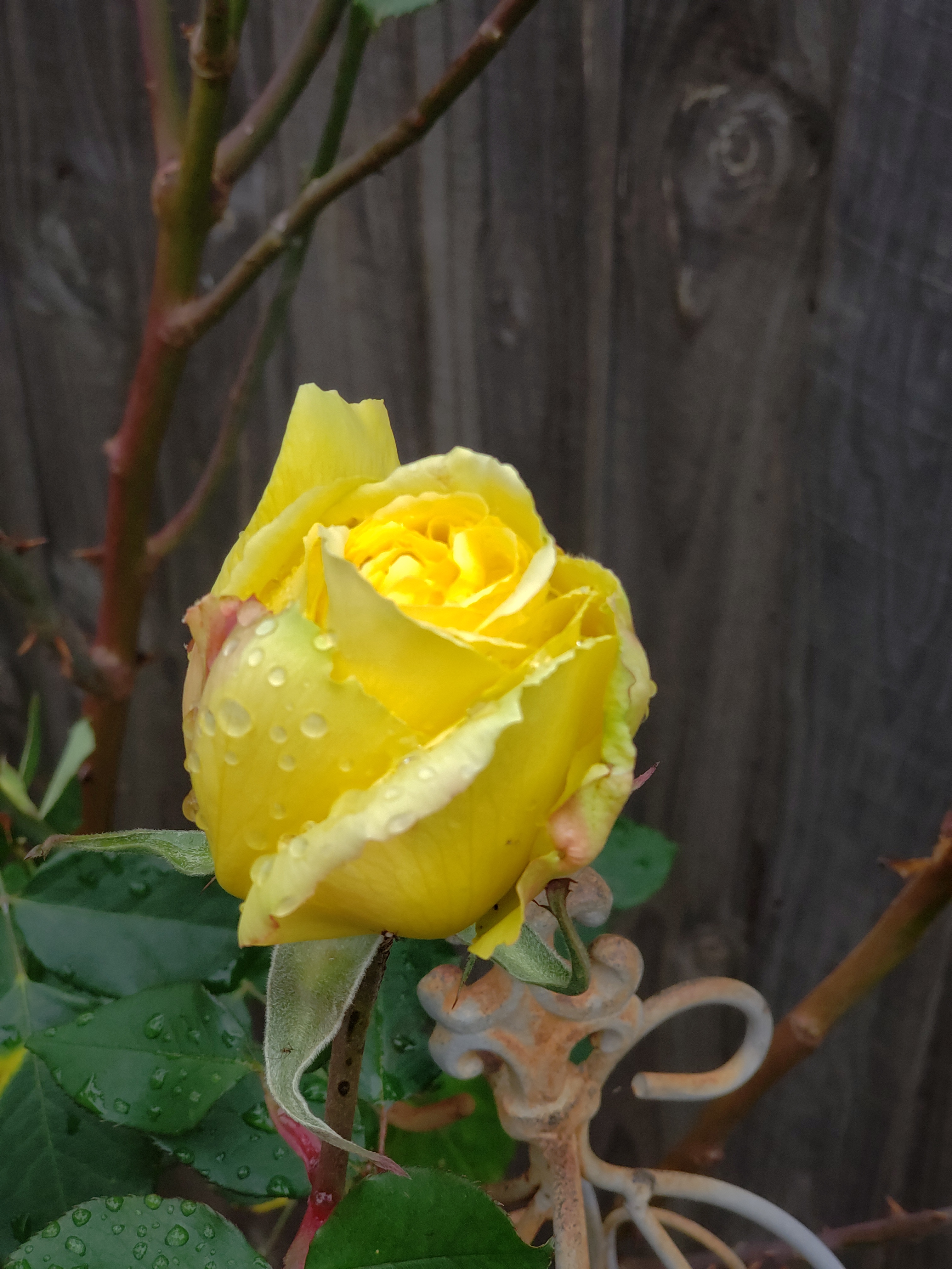 a photo of the motherdaughter rose flower - it's a yellow rose not quite at full bloom with some darker tinges on the edge of the petals